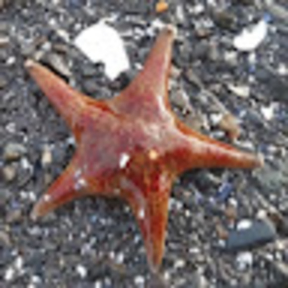 Meet your Posher, Deb - Picture 1 of 1